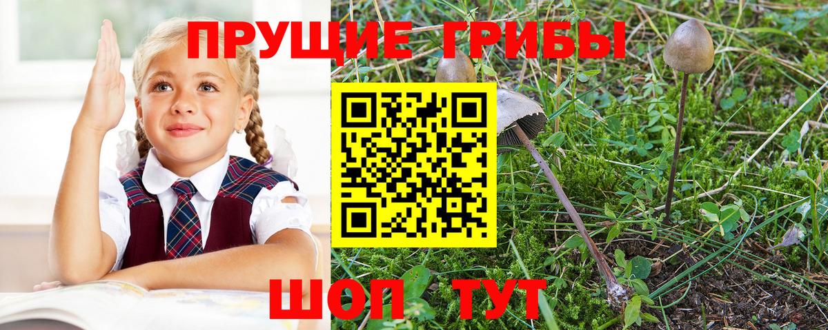 Галлюциногенные грибы Psilocybine cubensis Ангарск